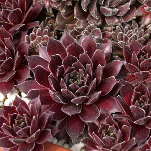 Молодило Ред папавер р9 Sw 