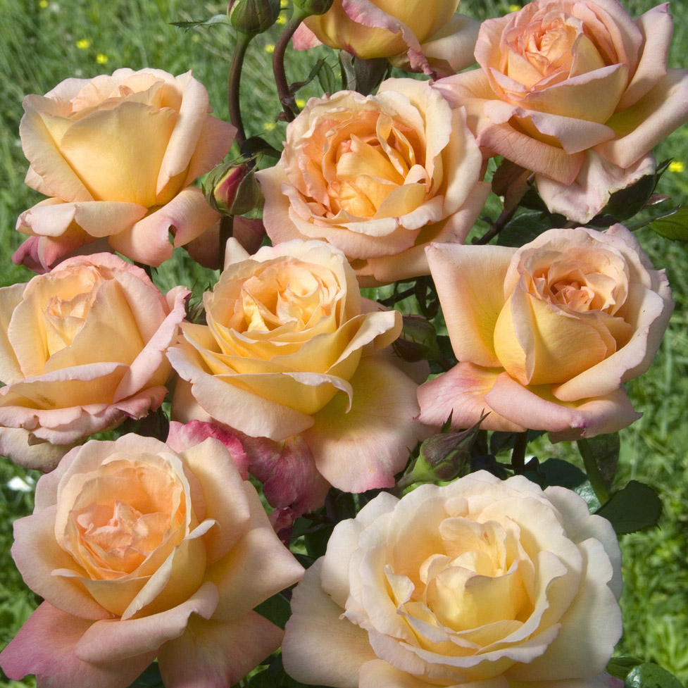 Роза чайно-гибридная Акапулько v7 Tim 