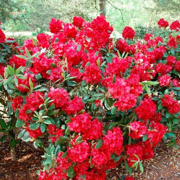 Рододендрон гибридный Тарагона v1 