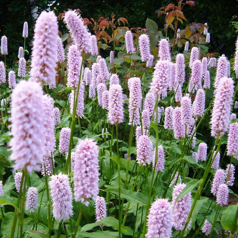 Горец змеиный "Суперба" v3 Sav 