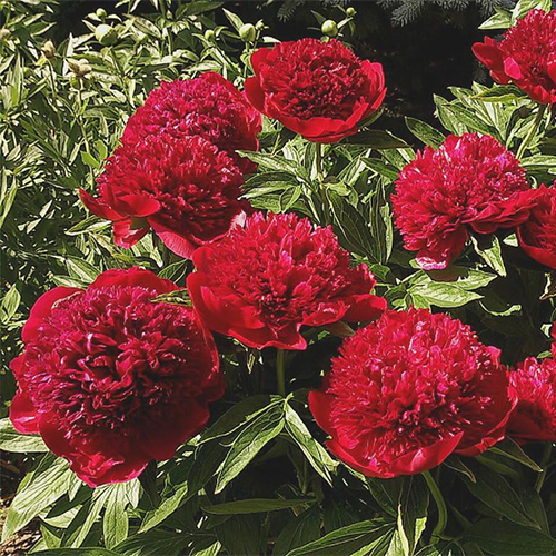 Пион Ле Чарм v5 Tim 