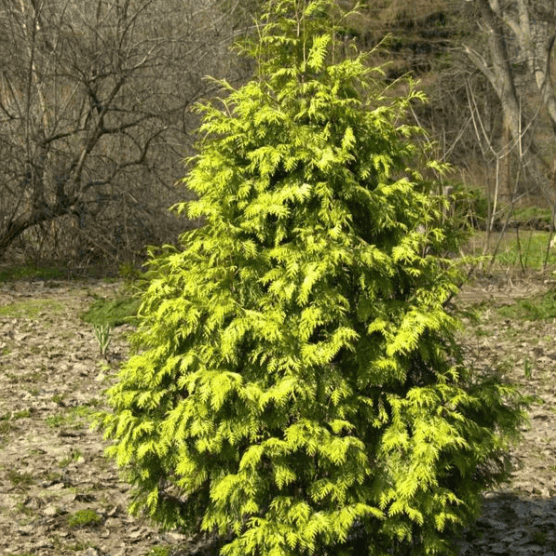 Туя западная Вареана C7,5 /10 100-120 Bor 