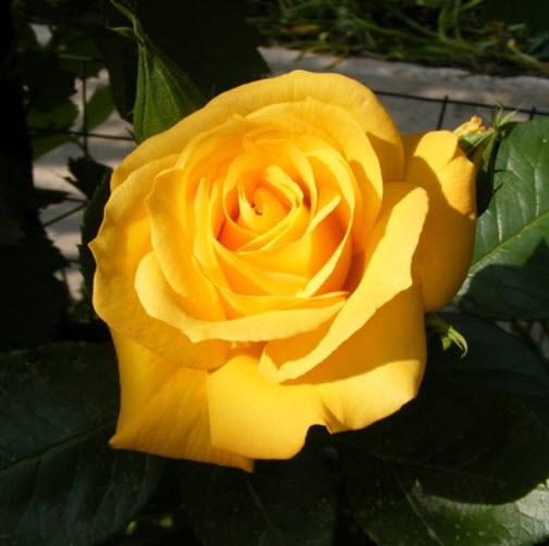 Роза флорибунда Артур Белл С3,5 