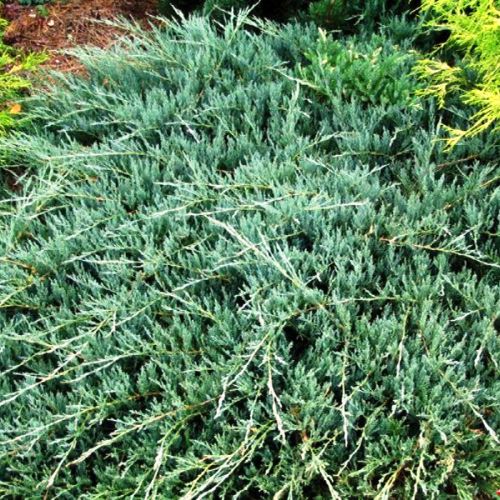 Можжевельник горизонтальный Вилтони v7,5 30-40 Tw 