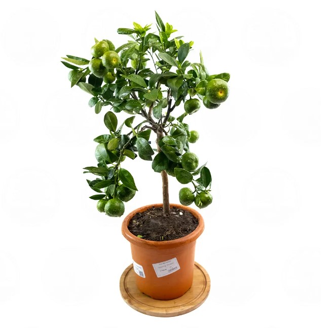 Цитрус Пурша на штамбе d22 h85 