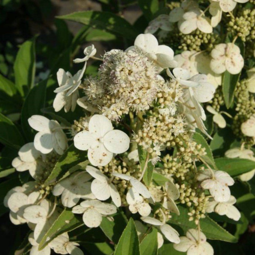 Гортензия метельчатая Прим Вайт v3 Lav 