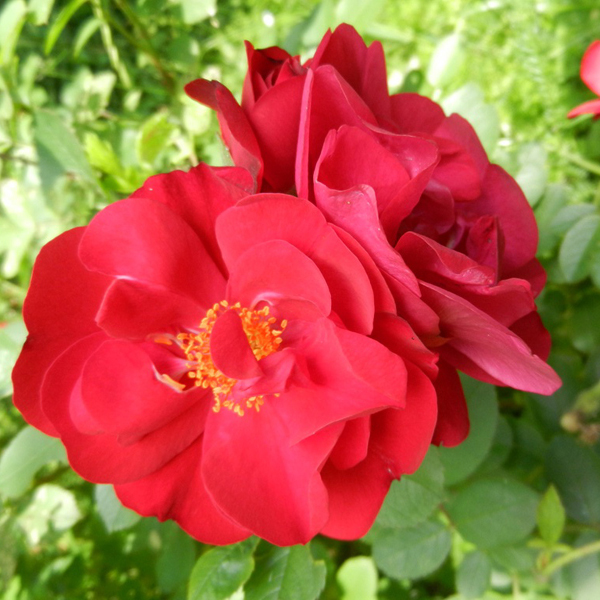 Роза Ханзаланд парковая 5л Dem 