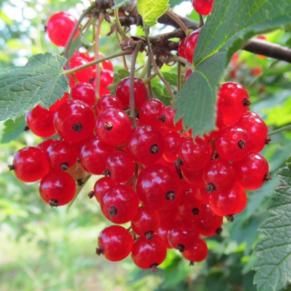 Смородина красная Натали v1 Tim по цене  Смородина красная Натали v1 Tim