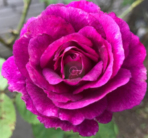 Роза флорибунда Мистерьёз С3,5 ЦО 