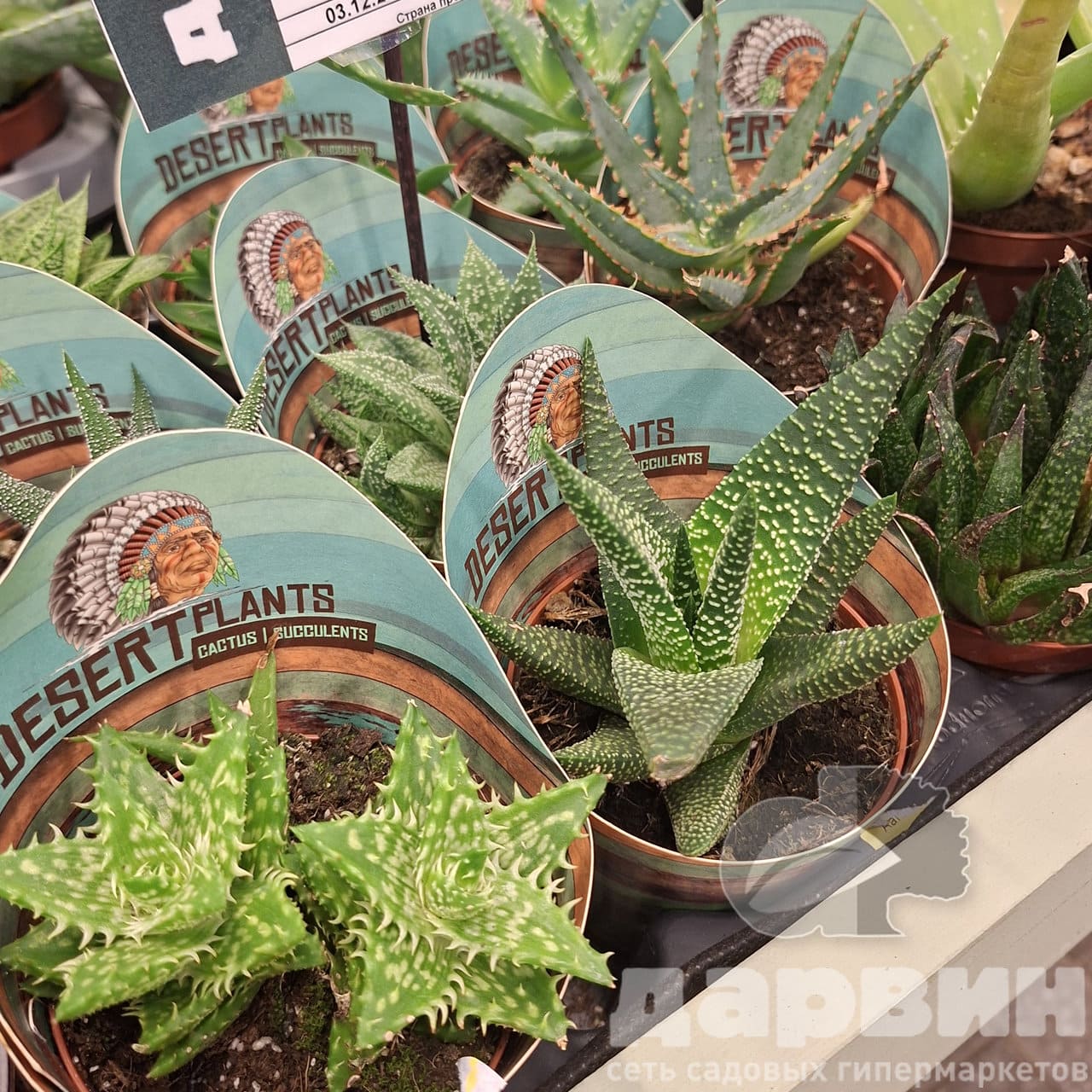 Алое экстра микс д8 х15 WM