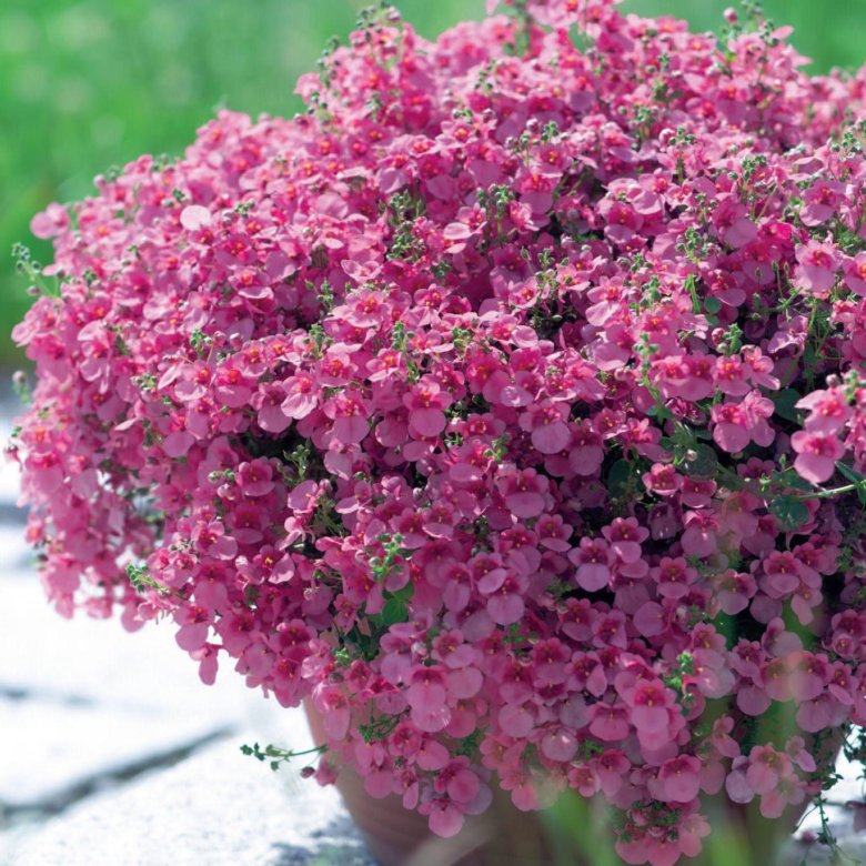 Диасция d12 Tim 