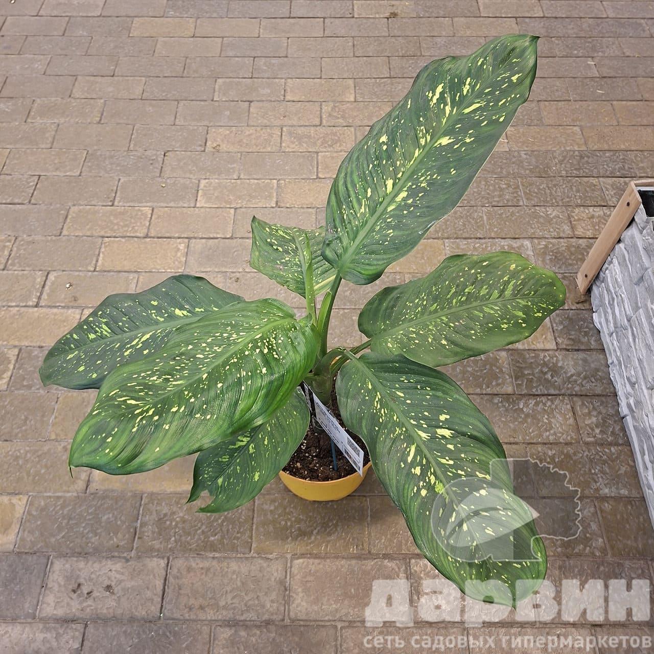 Диффенбахия Тропик Сноу д25 х50-70 тим (4) WM