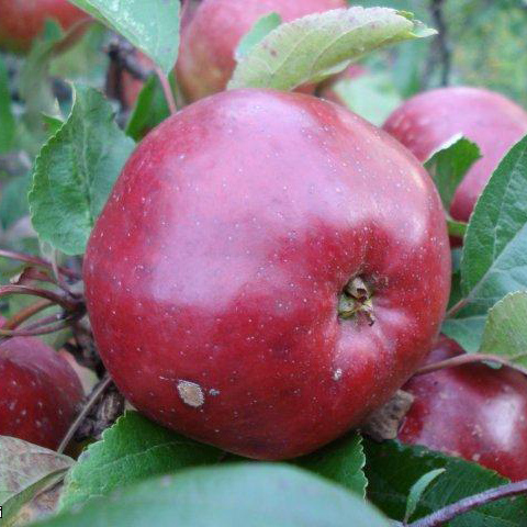 Яблоня Антей v7/10 120-140 Tim 