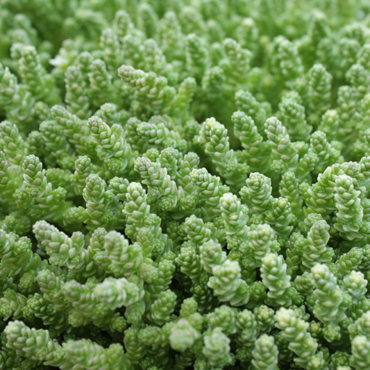 Очиток Элеганс р9 Sw 