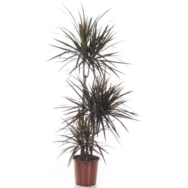 Драцена маргината Маджента 3 ст d21 h95 