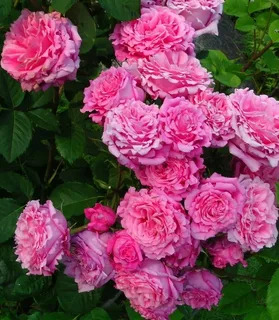 Роза Плетистая Бьенвеню в коробке Биосфера 