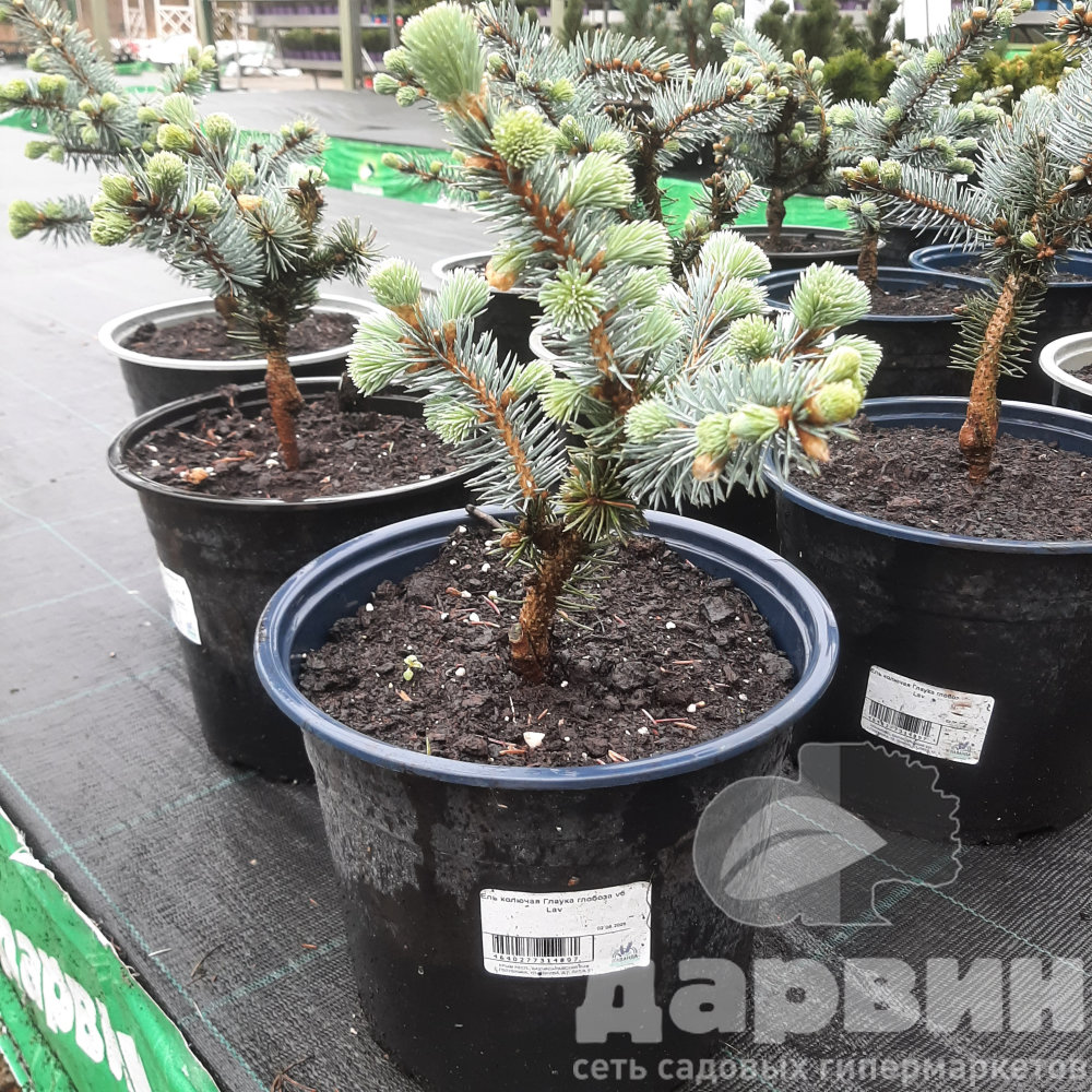 Ель колючая Глаука глобоза v5 Lav 