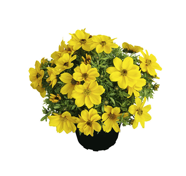 Биденс Р9 ЕГ 