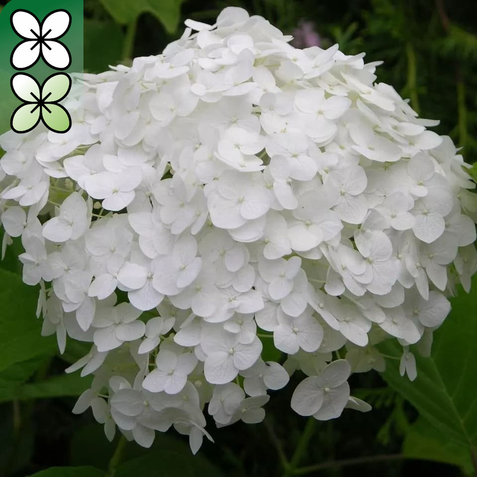 Гортензия древовидная Инкредибл v3 Tim 