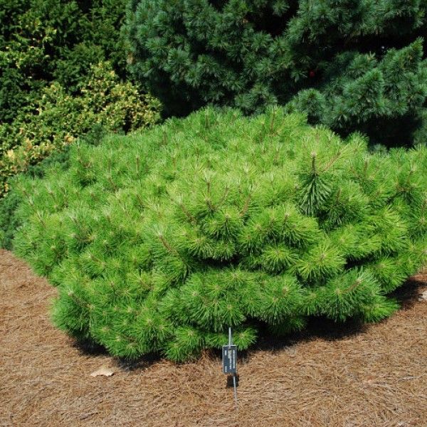 Сосна мелкоцветковая Джэйн Клуис C15 30-35 CM TW 