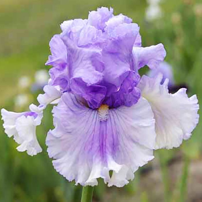 Корневище Ирис Таймскэп, 1шт/уп 