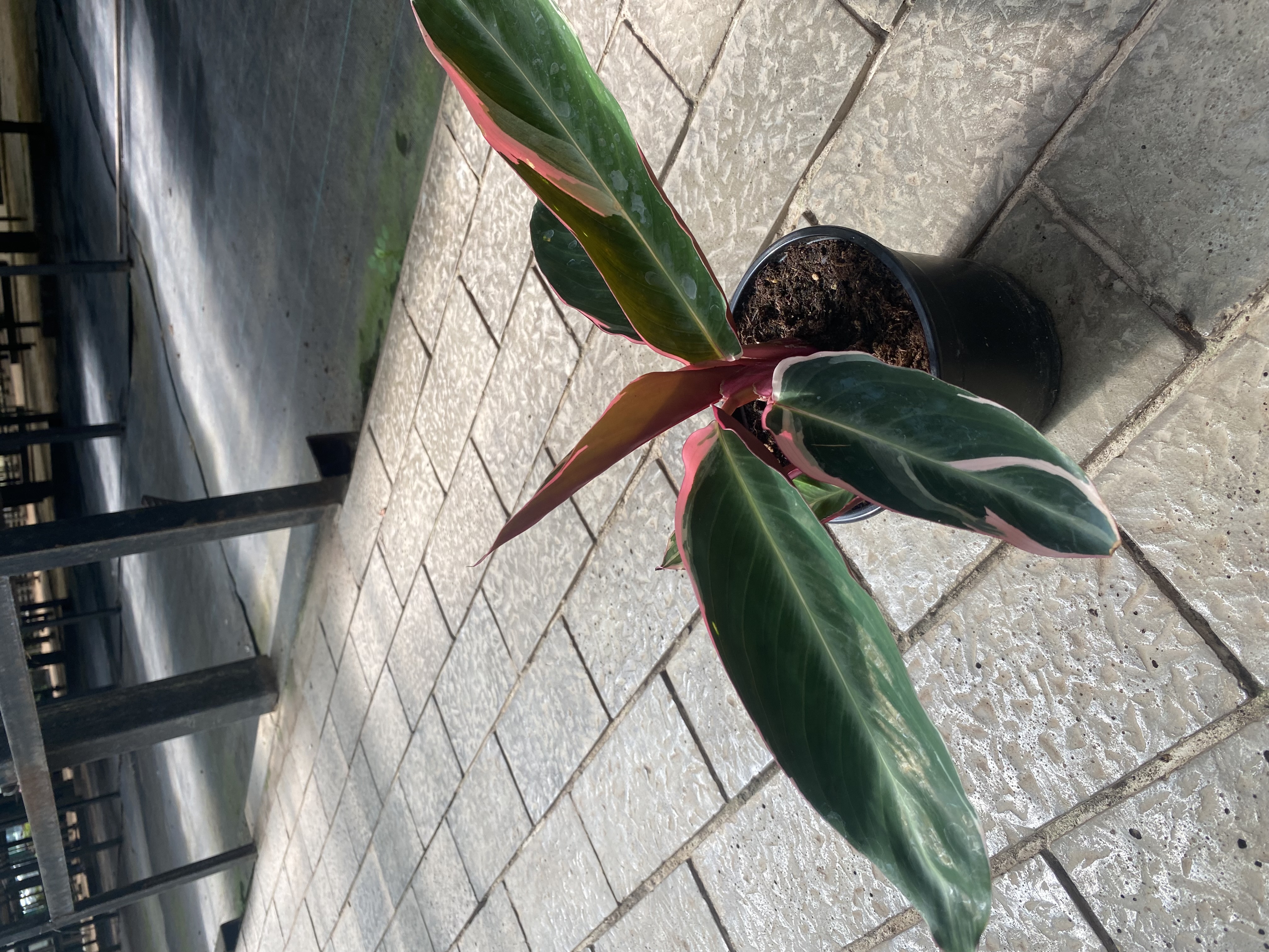 Строманта Триостар d12 h20-30 Tim 