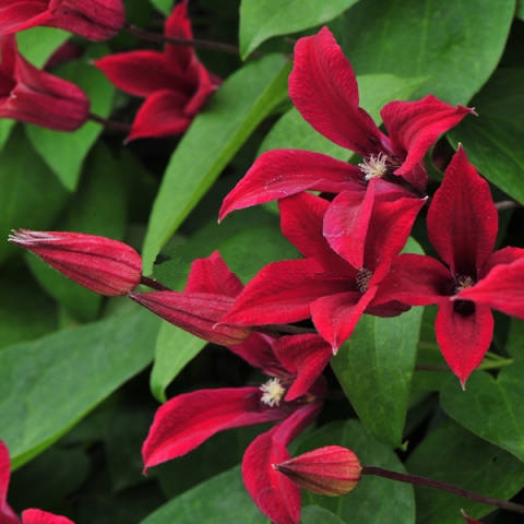 Клематис Гравети Бьюти в коробке ЦО 