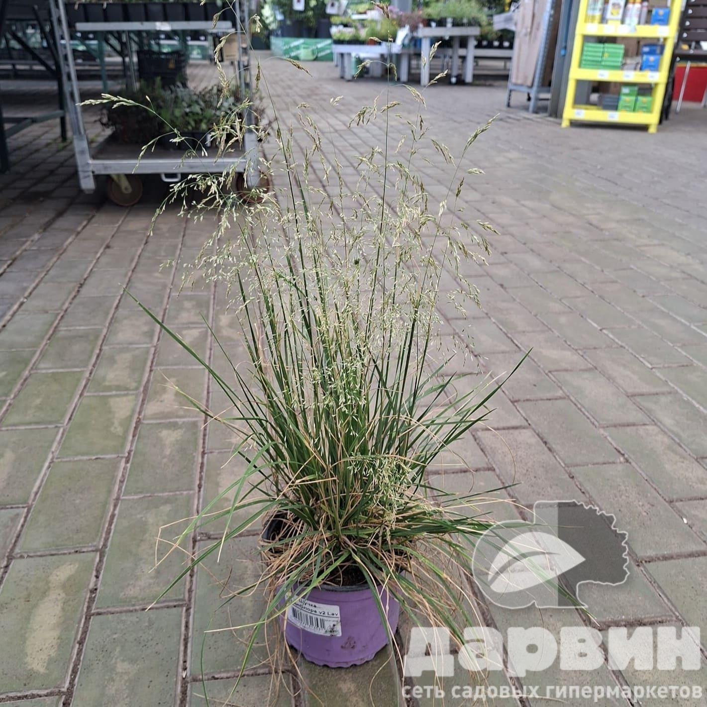 Щучка Тардифлора v2 Lav 