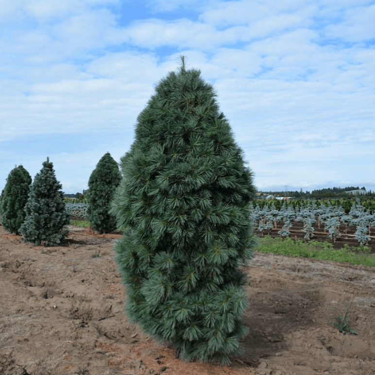 Сосна обыкновенная Фастигиата v2 20-40 