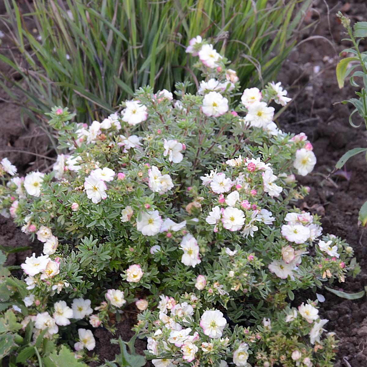 Лапчатка кустарниковая Дабл панч Пастель v2 Tim 