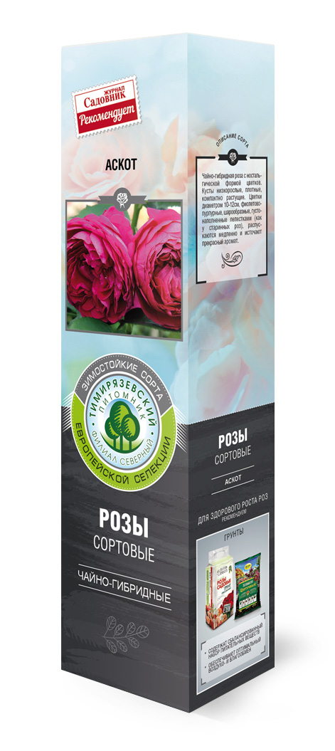 Роза чайно-гибридная Аскот в коробке ZP 