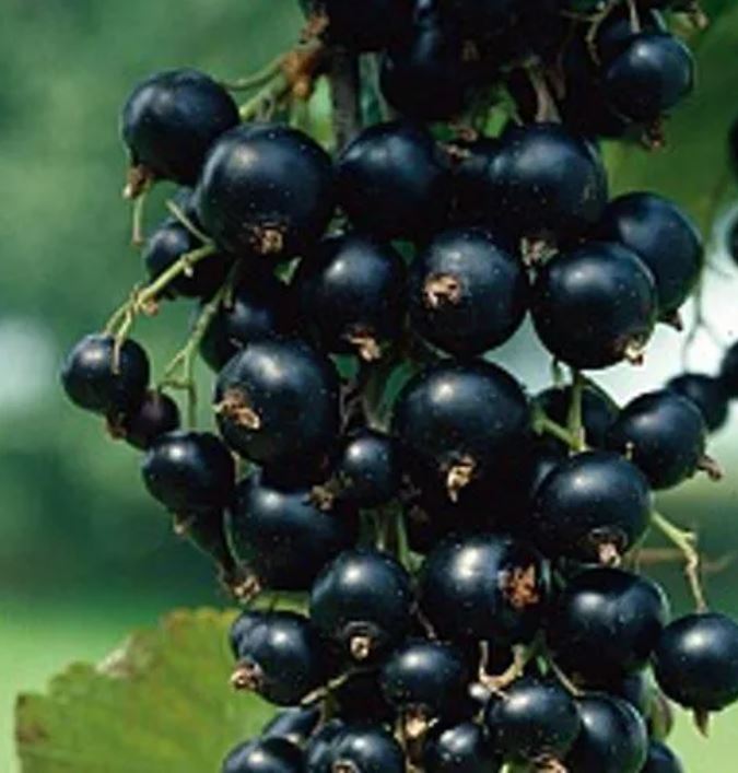 Смородина черная Велой Ленинградская сладкая С2 20-40 ЦО 