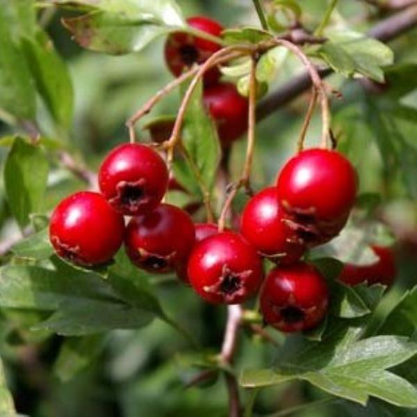 Боярышник однопестичный Моногина (V1,5-3л.) (цветки розовые, высота до 4м) 