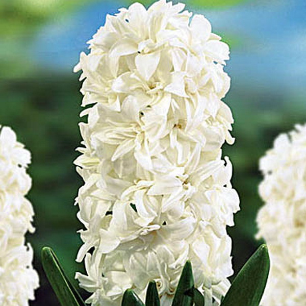 Луковица гиацинт Мадам Софи 15/16, 2 шт/уп 