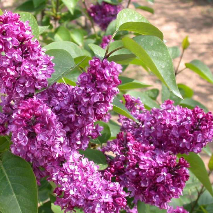 Сирень обыкновенная Шарль Жоли P22 h50-60 TW 