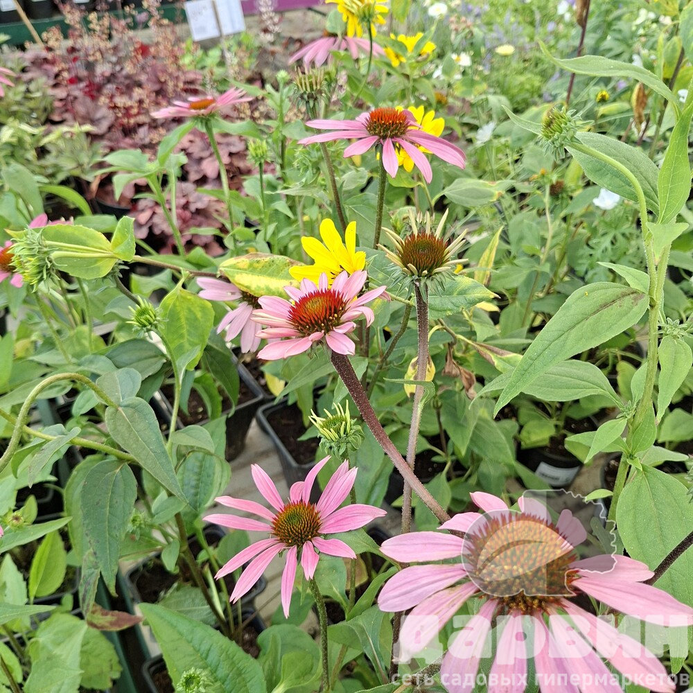 Эхинацея v1,5 Push 