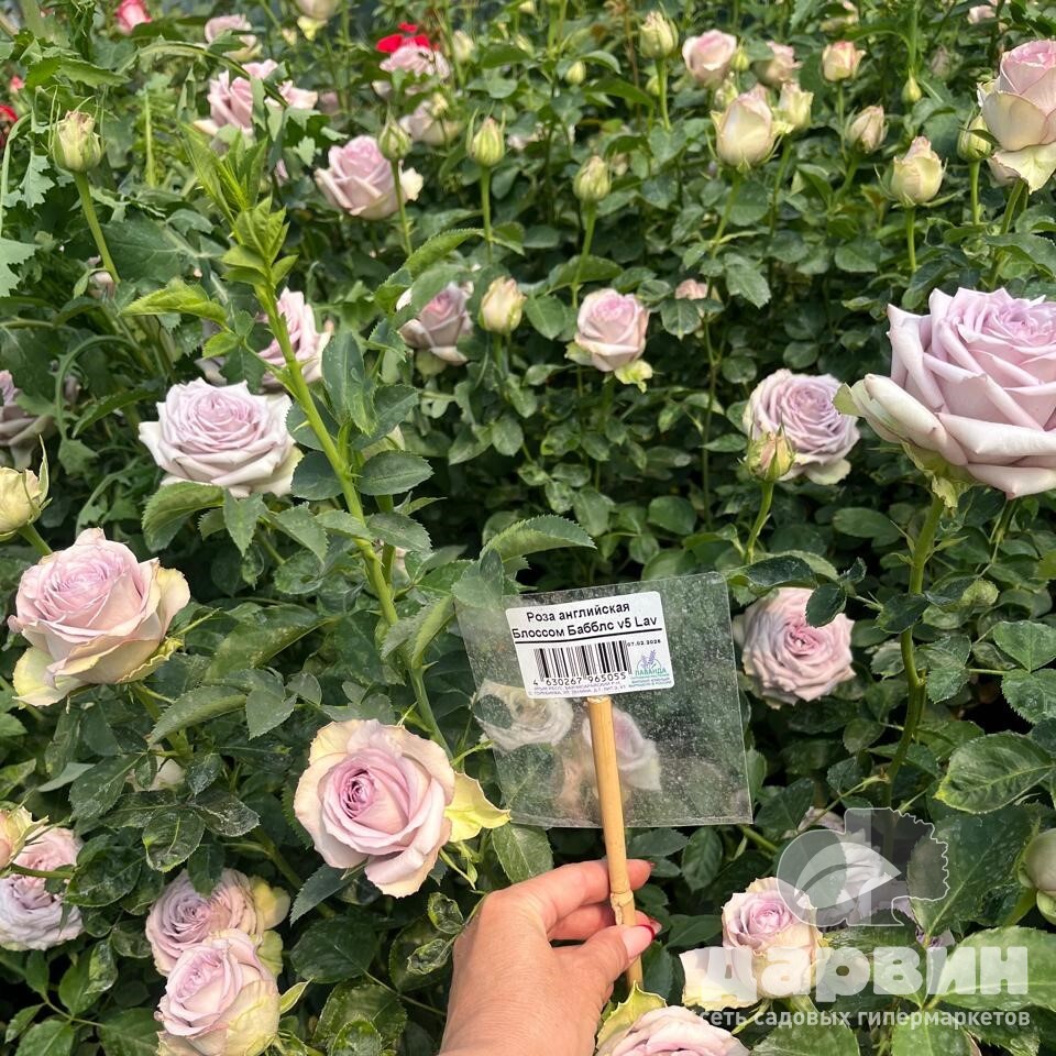 Роза английская Блоссом Бабблс v5 Lav 