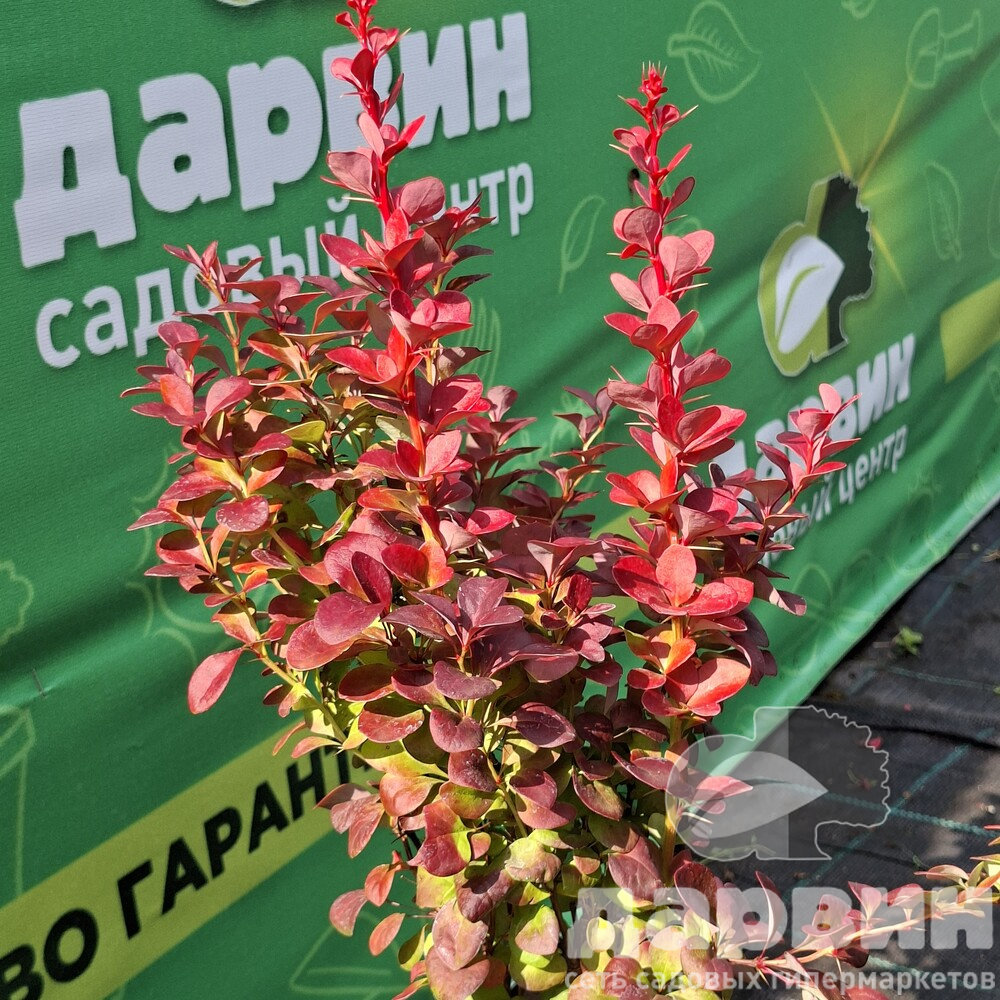 Барбарис тунберга Флоренс v2 Lav 
