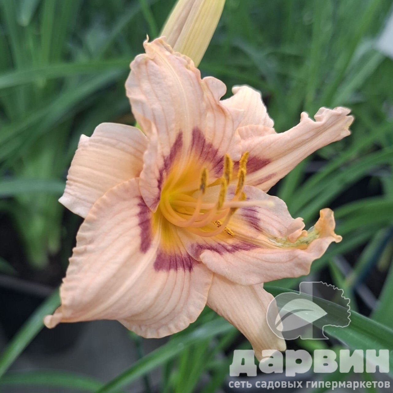 Лилейник Катерине Вудберри v2 Tim 