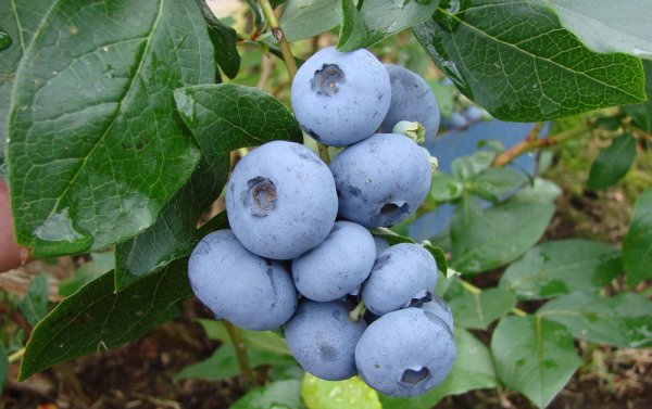 Голубика высокорослая Дарроу С2 Н20-40 ЦО 