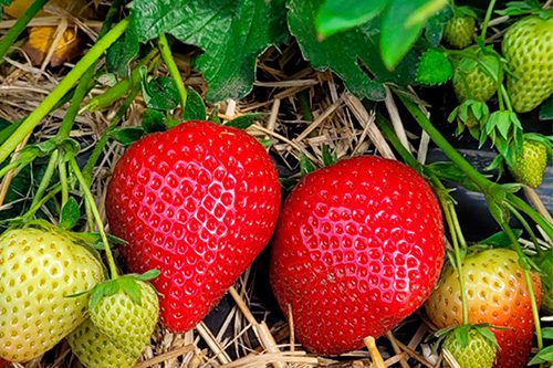 ОсновноеИзображение