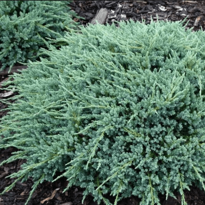 Можжевельник чешуйчатый Блю карпет v5 30-40 