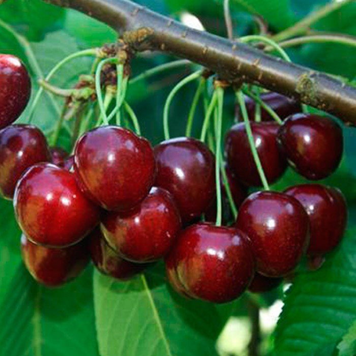 Вишня Студенческая средн v7 100-140 Tim 