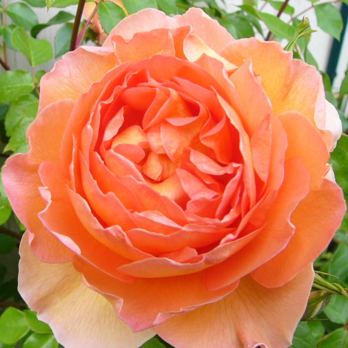 Роза английская PAT AUSTIN Р25, Tim 