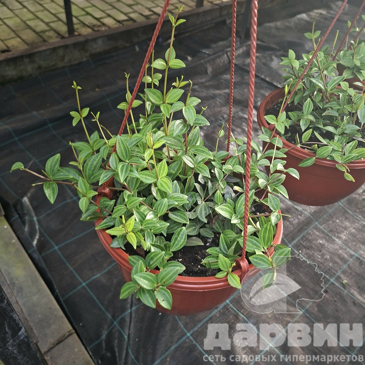 Пеперомия Ангулата в кашпо d23 Tim 