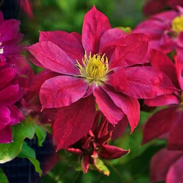 Клематис Ред стар Р9 CL 