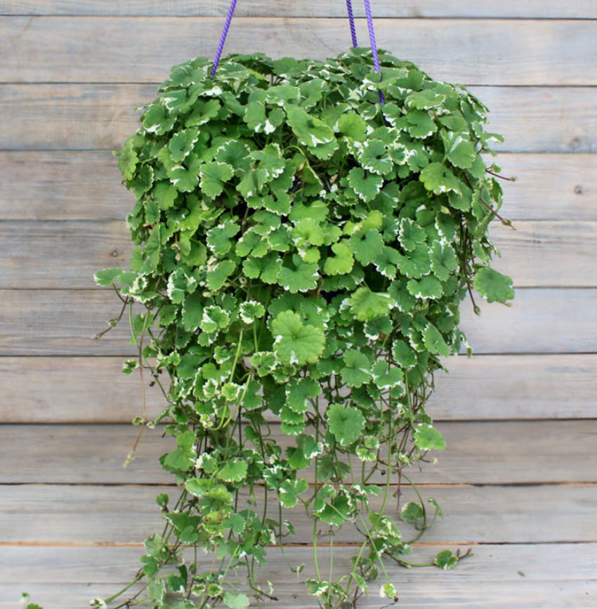 Будра плющевидная мраморная кашпо d23 ХР 