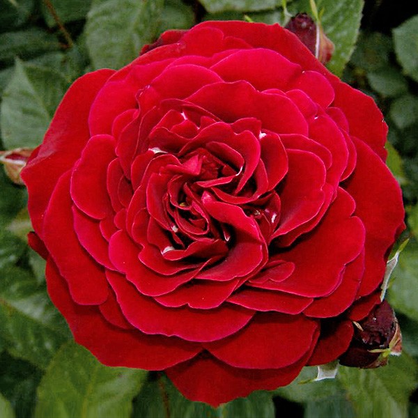 Роза плетистая ДЖАЗЗ v7 Fr 