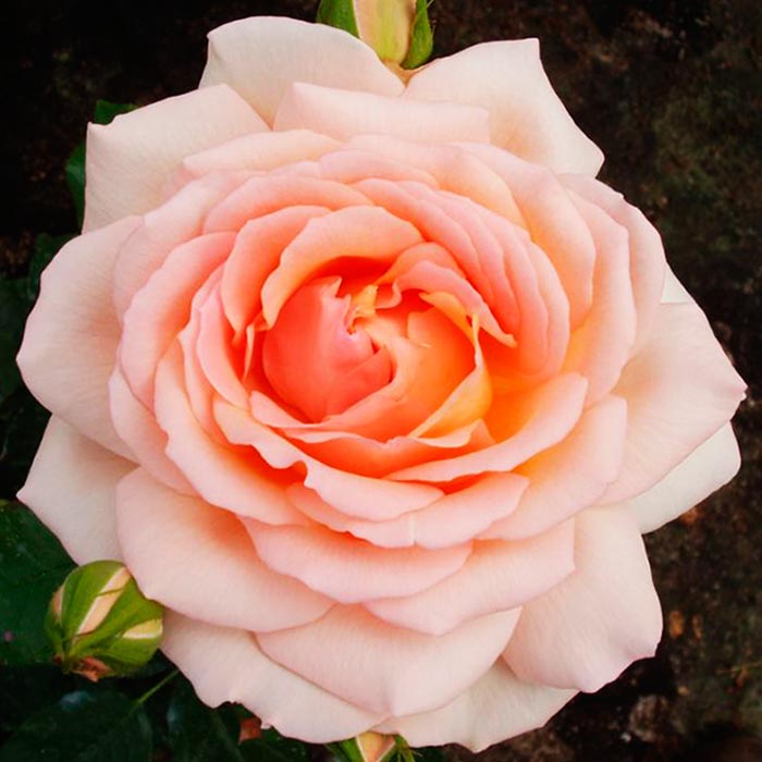 Роза чайно-гибридная Чандос Бьюти v5 Tim 