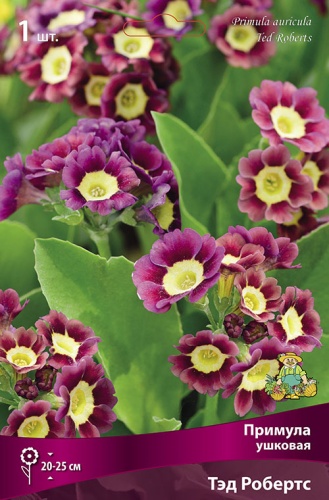 Корневище Примула ушковая Тэд Робертс I 1шт Поиск 